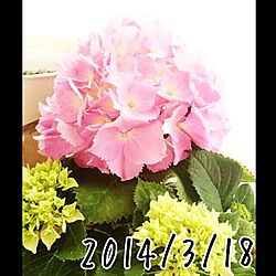 紫陽花/いつもいいねありがとうございます♡/ハイドランジアのインテリア実例 - 2014-03-18 16:13:02