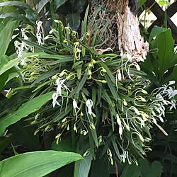 壁/天井/風蘭/我が家の庭/朝から/アメブロもりりんの家庭菜園やっています。...などのインテリア実例 - 2015-06-24 08:42:35