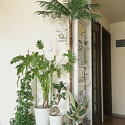 いつもいいね！ありがとうございます♪/ボタニカルカフェ風を目指して！/観葉植物/NO GREEN NO LIFE/日替わり投稿企画!木曜日...などのインテリア実例 - 2017-07-20 12:05:07