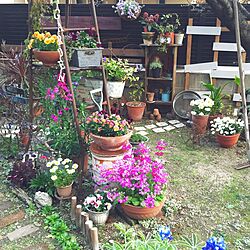 棚/脚立/4月/ガーデン/お庭...などのインテリア実例 - 2017-04-04 19:59:04
