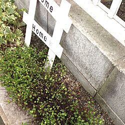 玄関/入り口/エアプランツ/お姑さん/ガーデンサインのインテリア実例 - 2013-09-02 17:25:14