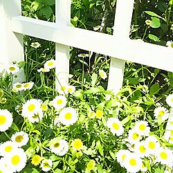 玄関/入り口/アーチ/エリゲロン/ガーデニング/花のある暮らしのインテリア実例 - 2016-04-26 10:35:41