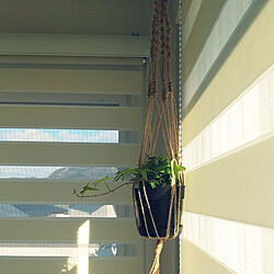 壁/天井/simple life/観葉植物/GREENのある暮らし/2階リビング...などのインテリア実例 - 2021-02-03 15:09:54