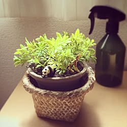 Franc Franc/観葉植物/部屋全体のインテリア実例 - 2016-03-06 13:39:46