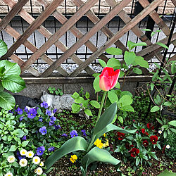 ポンポンデイジー/ビオラ/チューリップ/花壇/小さな庭...などのインテリア実例 - 2019-04-19 09:05:53