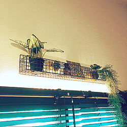IKEA 照明/飾り棚/観葉植物/カフェ風/壁/天井のインテリア実例 - 2021-01-11 22:58:48