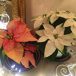 リビング/クリスマス/お花を飾るのインテリア実例 - 2018-11-15 00:54:03