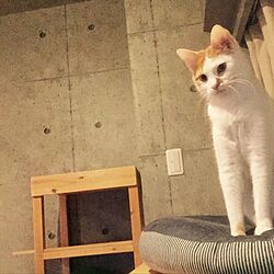 猫/猫ばっかり/猫部屋/DIYのインテリア実例 - 2016-10-16 20:55:51
