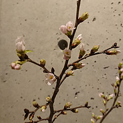観葉植物/桜のインテリア実例 - 2019-01-08 23:55:21