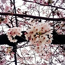 部屋全体/2016桜のインテリア実例 - 2016-04-04 01:02:35