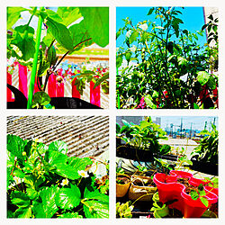 ミニトマト/ナス/四季なりイチゴ/駐車場屋根の上/初めての家庭菜園...などのインテリア実例 - 2021-06-01 20:05:34