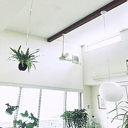 キッチン/観葉植物/北欧のインテリア実例 - 2017-05-14 14:56:47