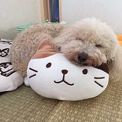 リビング/いつもいいね！押し逃げごめんなさい/いつもいいねやコメありがとうございます♡/犬猫と暮らす/人年齢65歳...などのインテリア実例 - 2017-06-10 09:32:34