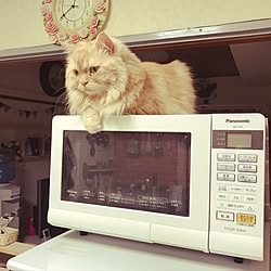 キッチン/電子レンジ/ナチュラル/うちの猫のインテリア実例 - 2017-06-15 00:46:06