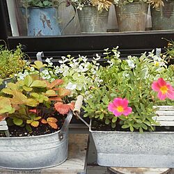 玄関/入り口/植物のインテリア実例 - 2013-08-02 13:02:41