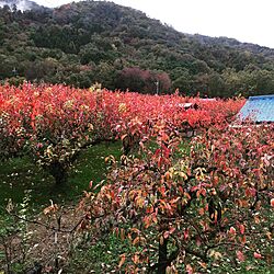 ベッド周り/柿畑と山の紅葉/青い屋根のおうち/紅葉がキレイ/ベットからの景色のインテリア実例 - 2015-11-16 15:02:05