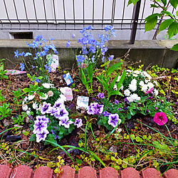 庭/花/DIY/にわ/花壇のインテリア実例 - 2021-04-11 20:39:12