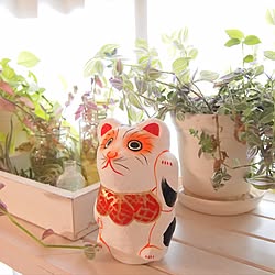 棚/招き猫/ディスプレイ棚/グリーンのある暮らし/観葉植物...などのインテリア実例 - 2016-09-04 11:00:46