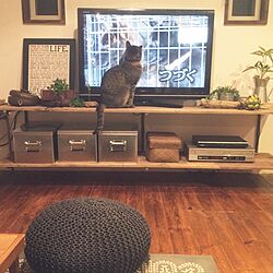 リビング/テレビを見る猫/ねこのいる風景/ねこのいる日常/ねこ...などのインテリア実例 - 2017-01-28 20:55:29