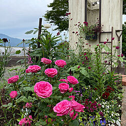 バス停風小屋/ミニバラ/花が好き/庭好き/手作りの庭...などのインテリア実例 - 2021-06-06 19:42:44