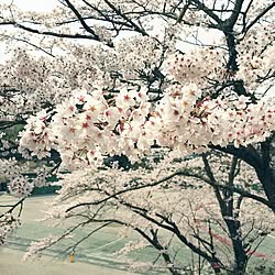 インテリアじゃなくてごめんなさい/お花見/母校/春が来た♡/お外ごはん...などのインテリア実例 - 2016-04-09 14:41:38