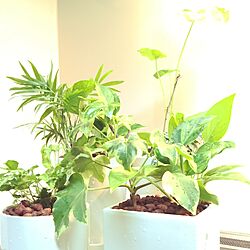 リビング/春なので♡/IKEA/観葉植物のインテリア実例 - 2016-04-17 09:05:14