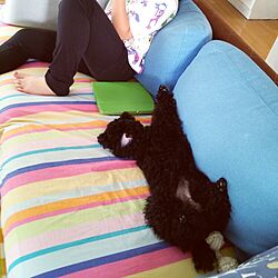 リビング/犬と暮らす/IKEAのソファーのインテリア実例 - 2016-05-23 22:08:29