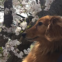 部屋全体/いいね、フォロー本当に感謝です♡/お花見/お家じゃなくてゴメンなさい/愛犬と暮らす...などのインテリア実例 - 2017-04-14 18:58:17