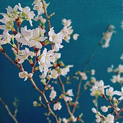 棚/名画に習う/花咲くアーモンドの木の枝がテーマ/桜買ったよ/窓辺に桜...などのインテリア実例 - 2023-03-17 06:55:38