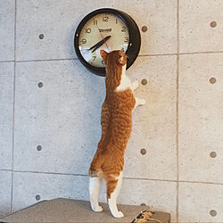 コンクリート壁紙/ピックアップワードが猫/部屋全体のインテリア実例 - 2019-03-10 16:50:03