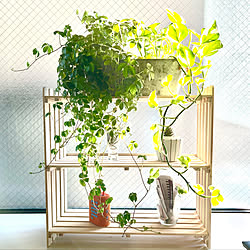 100均/セリア/観葉植物/棚/すのこDIY...などのインテリア実例 - 2022-02-25 12:48:57