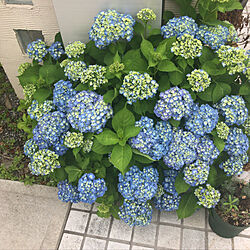 玄関/入り口/植物/花のある暮らし/ガーデニングのインテリア実例 - 2018-05-30 17:13:27