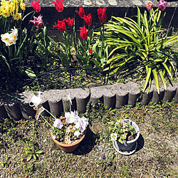 植木鉢/花のある暮らし/植物/ナチュラルガーデン/玄関/入り口のインテリア実例 - 2019-04-18 11:16:15