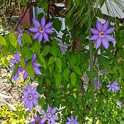 壁/天井/癒やし♡/世界平和/暮らしを楽しく/花のある暮らし...などのインテリア実例 - 2023-04-23 12:36:11