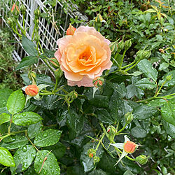 蕾/庭/花のある暮らし/薔薇/オレンジ...などのインテリア実例 - 2021-05-20 12:52:51