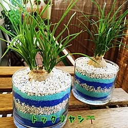 観葉植物/ダイソーのインテリア実例 - 2015-07-10 07:39:40