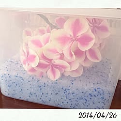 紫陽花/いつもいいねありがとうございます♡/紫陽花バカ♥/ドライフラワーに挑戦のインテリア実例 - 2014-04-26 20:40:09