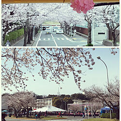 桜祭り/オープントップバス/二階建てバス/さくら/桜巡り...などのインテリア実例 - 2022-04-03 15:30:26