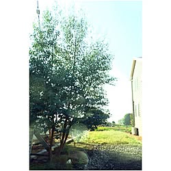玄関/入り口/ユーカリ/庭/お庭のインテリア実例 - 2014-11-06 21:10:24