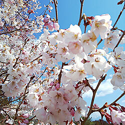 部屋全体/桜/植物/植物が好き/ボタニカルライフ...などのインテリア実例 - 2019-04-04 20:20:53