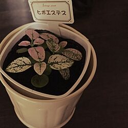 キッチン/ダイソー/観葉植物のインテリア実例 - 2016-02-11 00:51:45