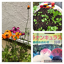 オレンジ色の花/花/春の花/お花が好き/4月の庭...などのインテリア実例 - 2021-04-18 15:53:59