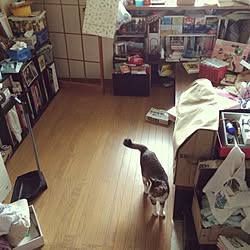 部屋全体/汚部屋/汚部屋改造計画/汚部屋タグを外し隊のインテリア実例 - 2016-08-27 13:04:14