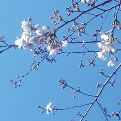 玄関/入り口/植物のある暮らし/お隣の桜/桜のインテリア実例 - 2021-03-23 09:11:55