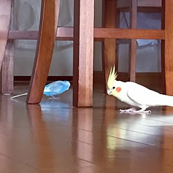 リビング/DIY/インコと暮らす家/鳥部/鳥のインテリア実例 - 2017-04-21 20:10:37