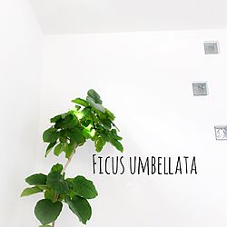 リビング/白い壁/ガラスブロック/ウンベラータ/観葉植物のある部屋...などのインテリア実例 - 2017-01-29 15:37:33