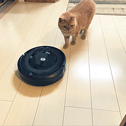 iRobot HOME アプリ/アイロボット/エキゾチックショートヘア/ねこと暮らす。/いつもいいね！ありがとうございます♡...などのインテリア実例 - 2020-10-02 06:55:16