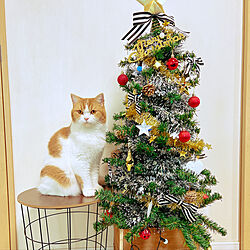 猫の置物？/クリスマスツリー/猫と暮らす家/ねこと暮らす。/好きなものに囲まれて暮らす...などのインテリア実例 - 2022-12-25 20:14:01