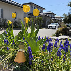 ムスカリ♡/チューリップ♡/花 壇＊*゜/植物のある暮らし/部屋全体...などのインテリア実例 - 2021-04-11 11:34:21