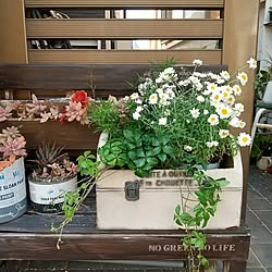 玄関/入り口/多肉ベンチ/門扉の前のお花/いつもは多肉の寄植え/寄せ直し...などのインテリア実例 - 2023-03-11 20:27:07